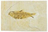 Fossil Fish (Knightia) - Wyoming #295652-1